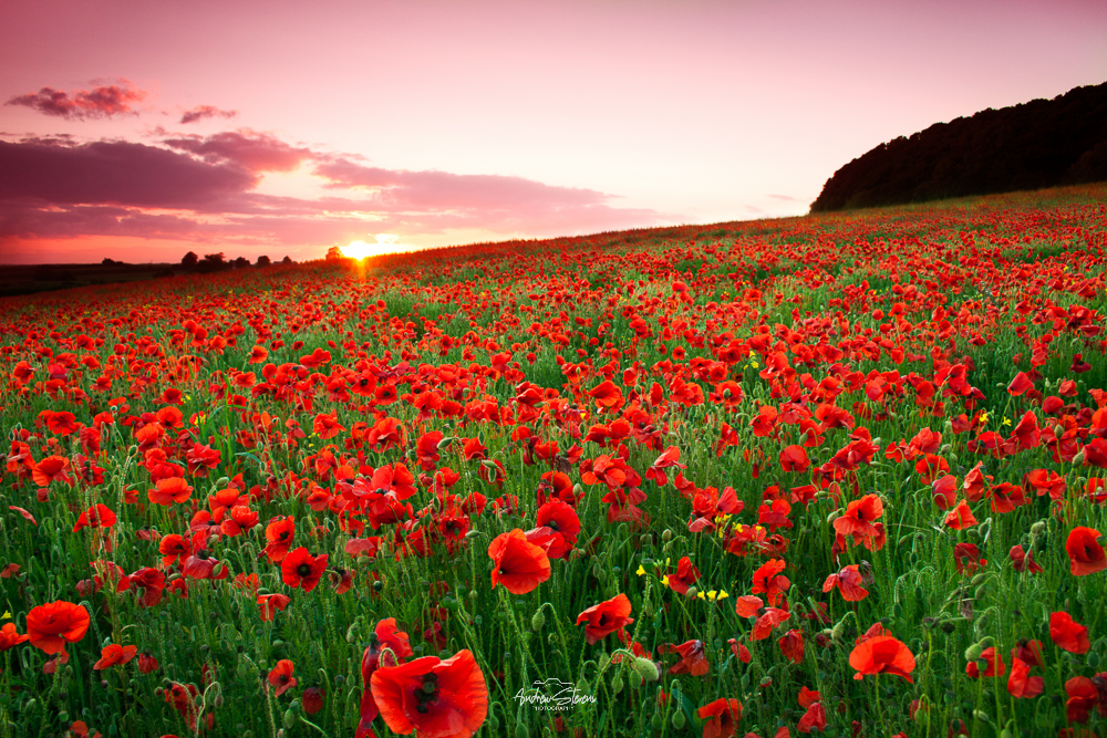Poppy Field, Sunset
